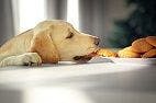 Labrador Retrievers Are More Prone to Obesity Than Other Breeds