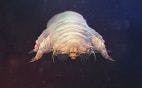 Genetic and Phylogenetic Analysis of Skin Mites in Wild and Domestic Mammals