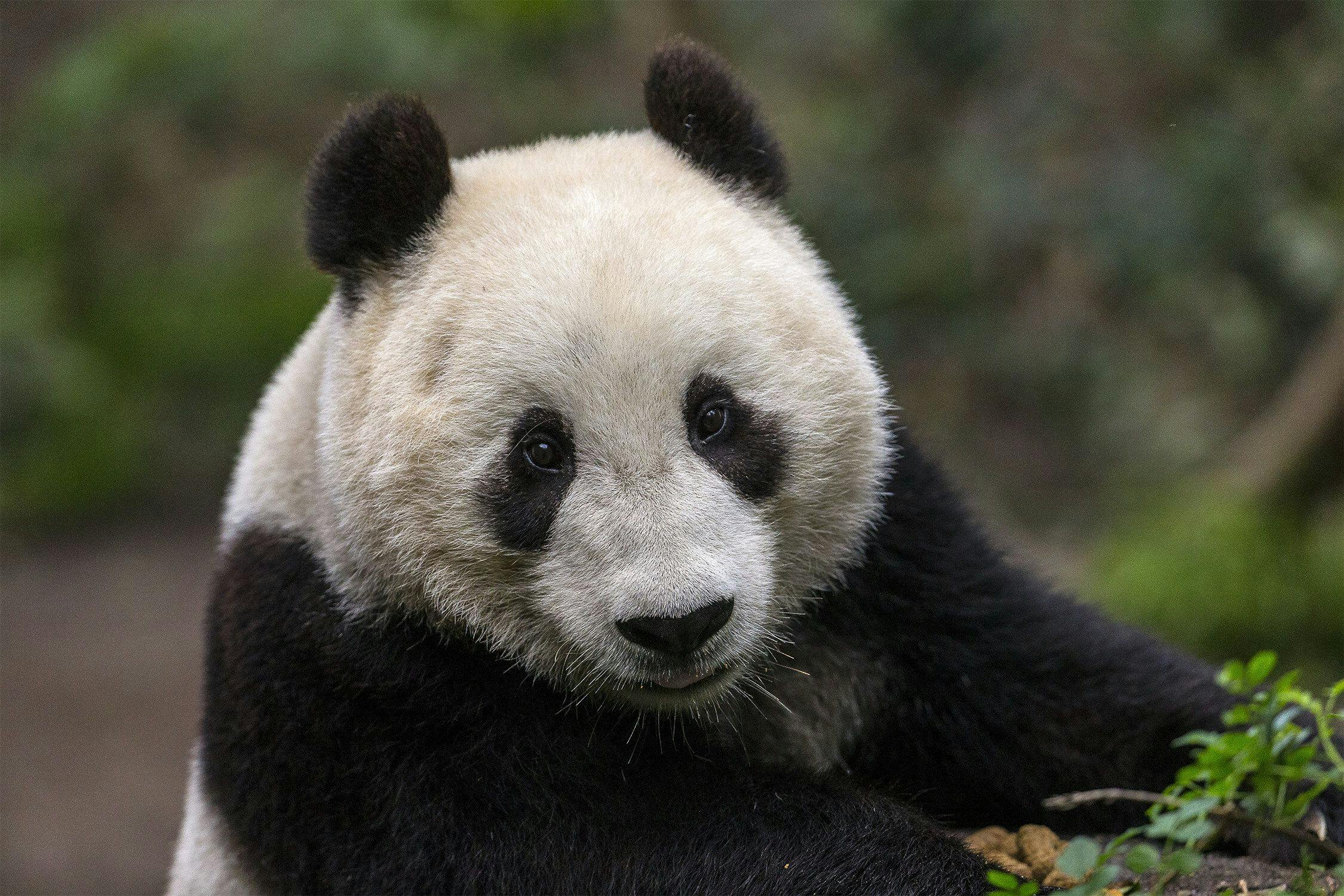 San Diego Zoo welcomes back giant pandas