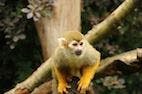Following 4 Deaths, FDA Shuts Down Monkey Experiment