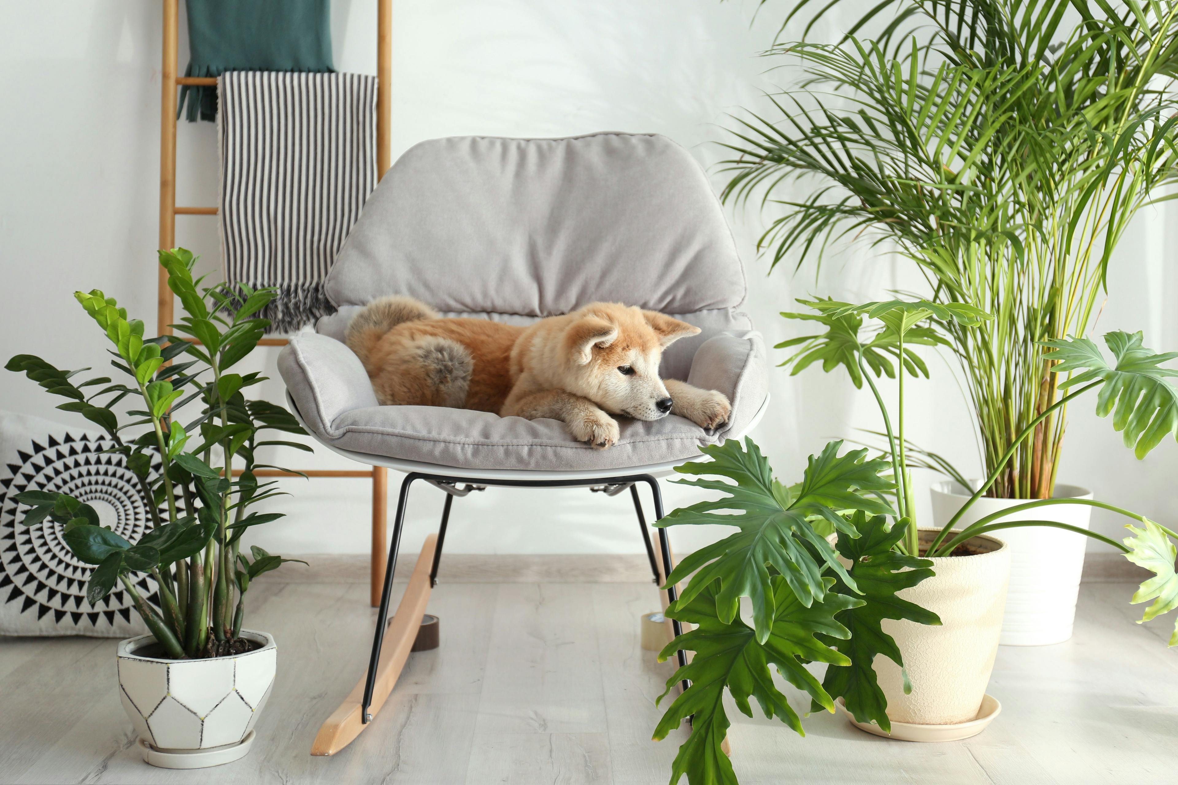 Safe plants for your furry friend