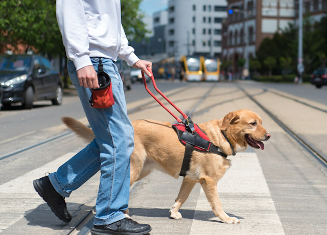 Canine joint health tips in honor of National Service Dog Month