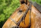 When the Pressure Is On: Stress and Learning in Horses