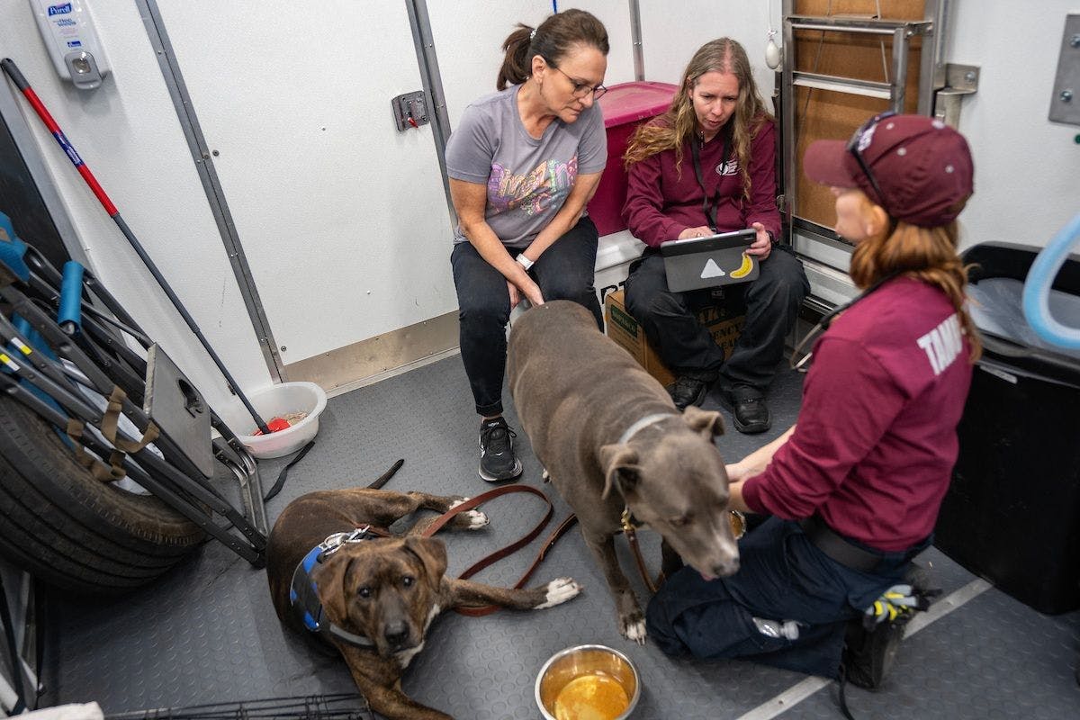 Members of the Texas A&M Veterinary Emergency Team on deployment in Canadian, Texas, on March 3, 2024. (Image courtesy of Sam Craft/Texas A&M AgriLife Marketing & Communications) 