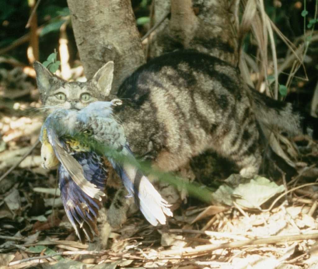 Feral Cat with a Rosella (Image courtesy of  Brisbane City Council)