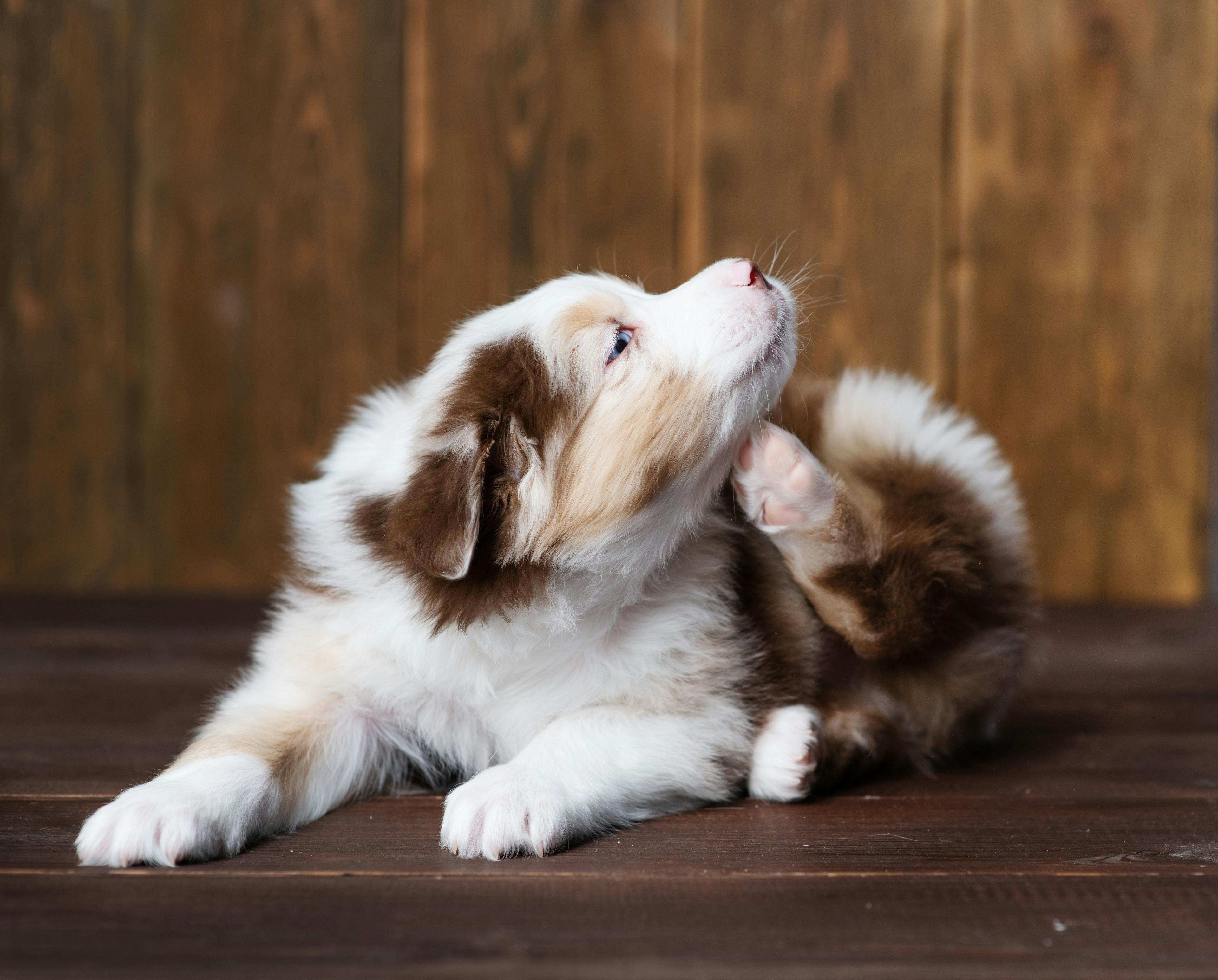 The latest on canine atopic dermatitis