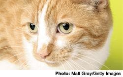 Advocate_for_cats-525891-1384677327777.jpg