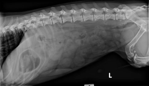 Surgery pearls: Removing linear foreign bodies in dogs