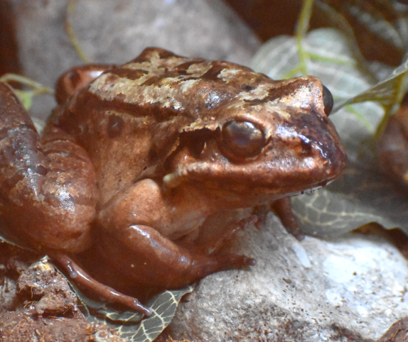 One of world's oldest mountain chicken frogs passes away