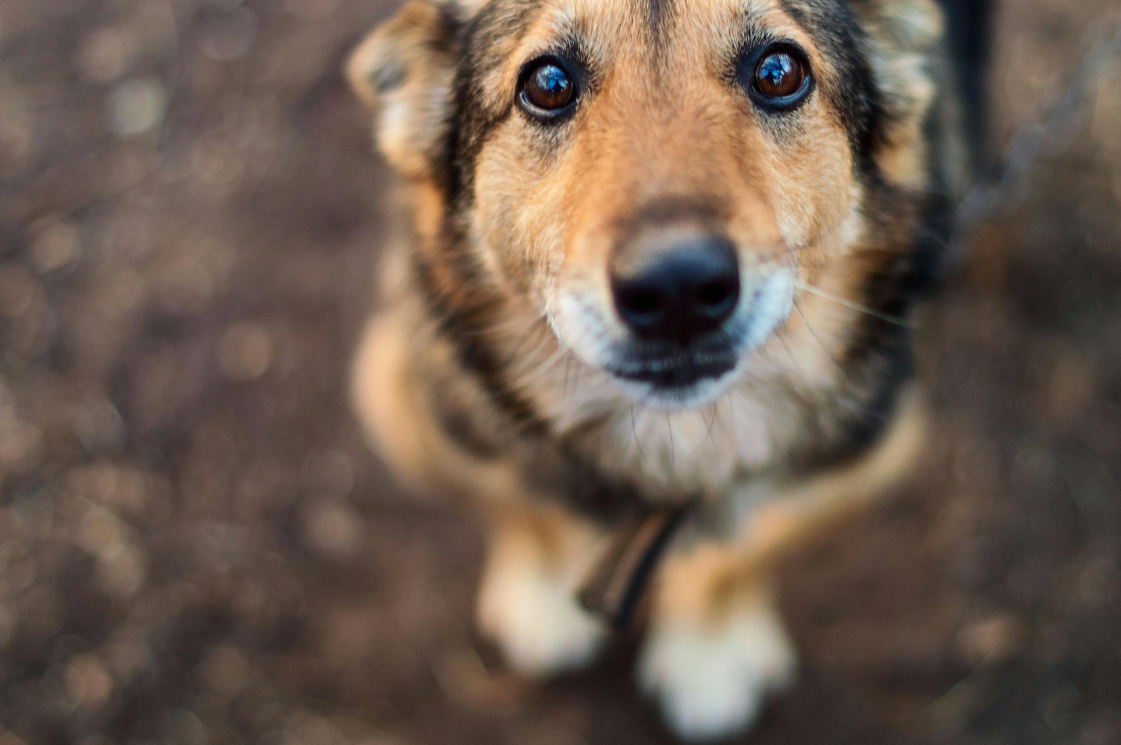 3 must-reads on canine separation anxiety