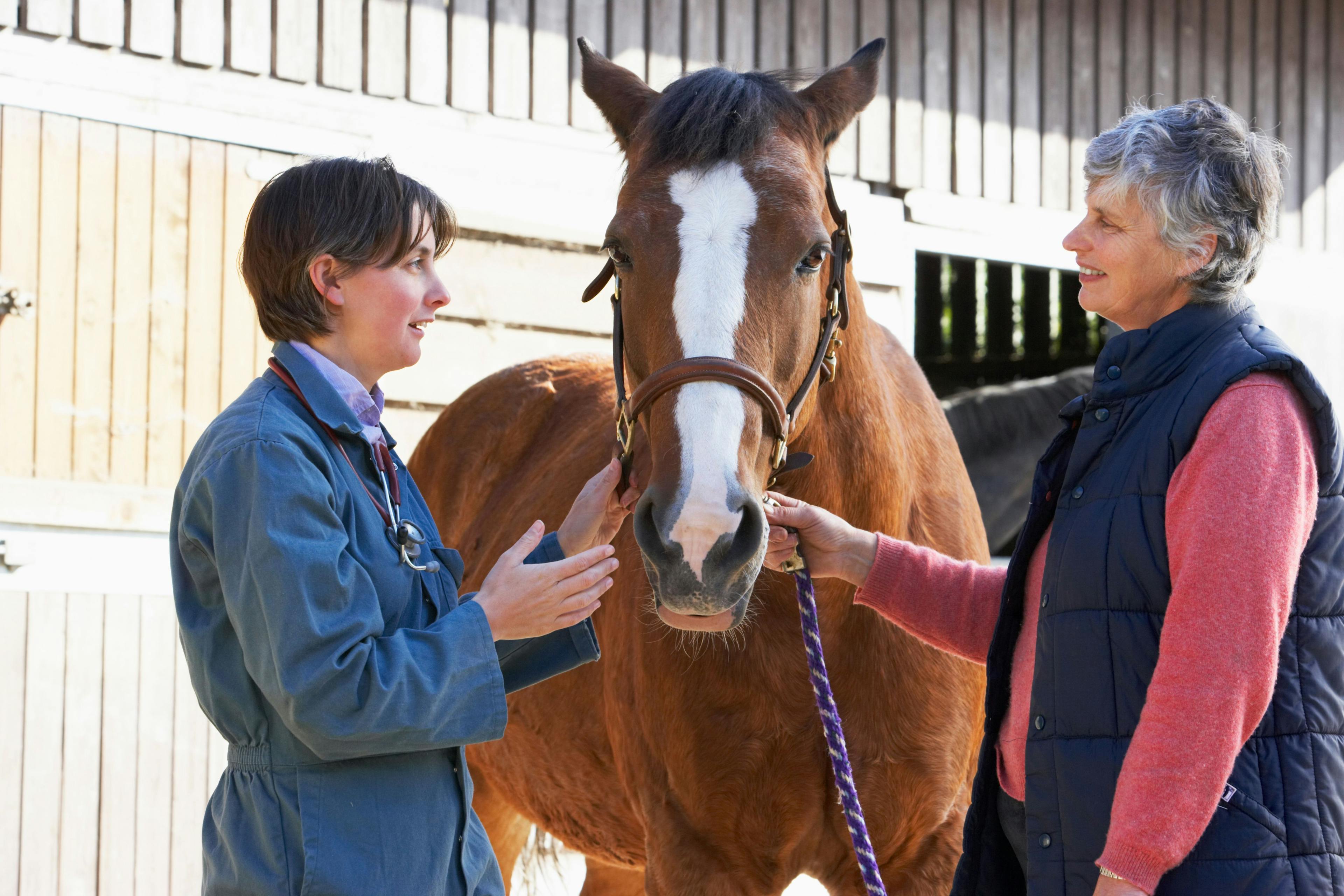 Morris Animal Foundation announces study looking at coping strategies in horses