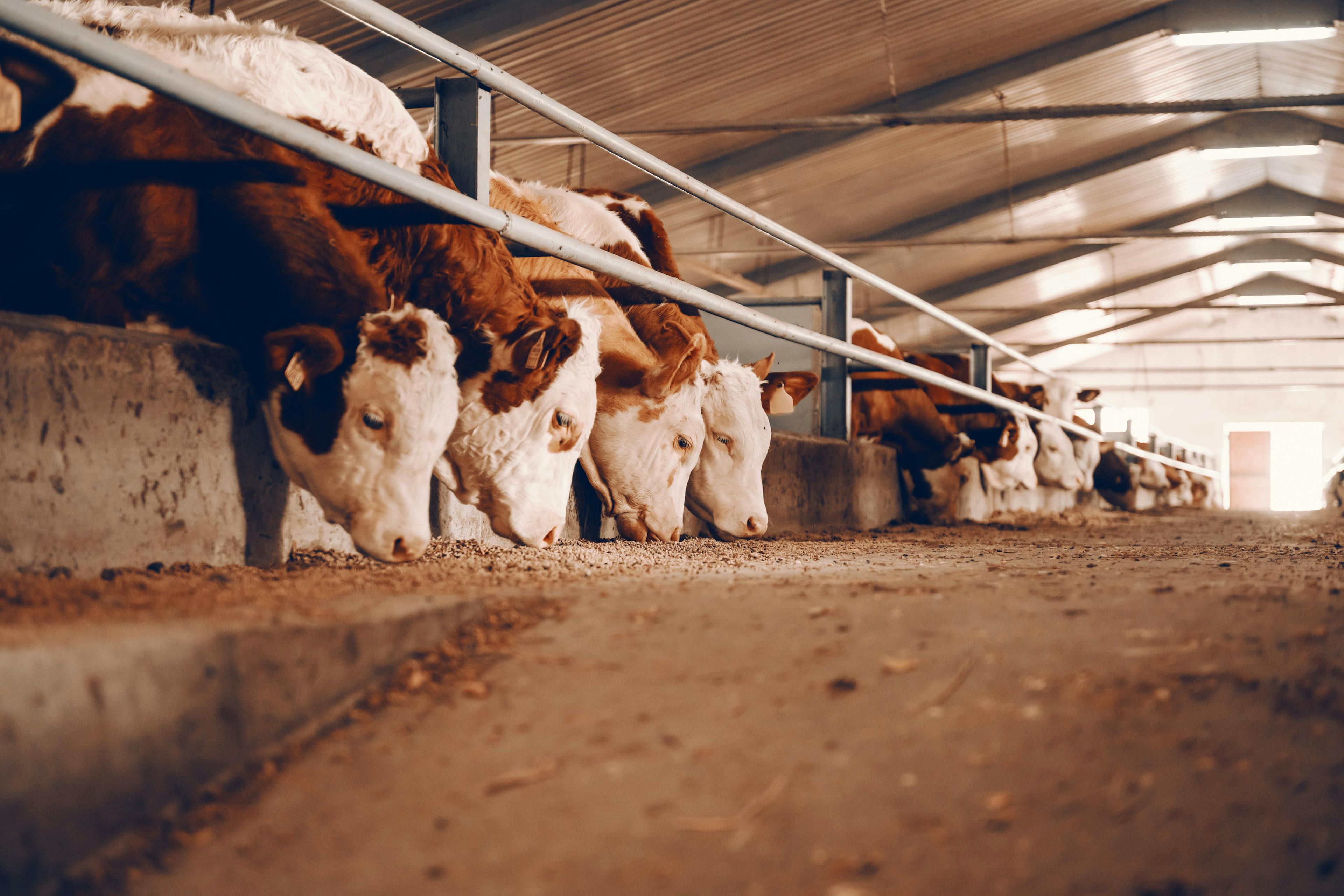 ASPCA grant funding to support end to US factory farming 