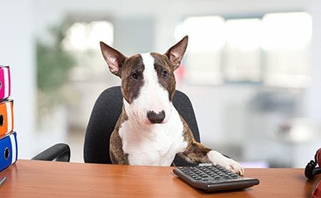 veterinary-dog-business-practice-sale-AdobeStock_118801279-450.jpg