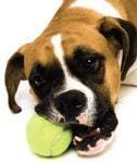 veterinary_infocus_bulldog-703813-1384212729760.jpg