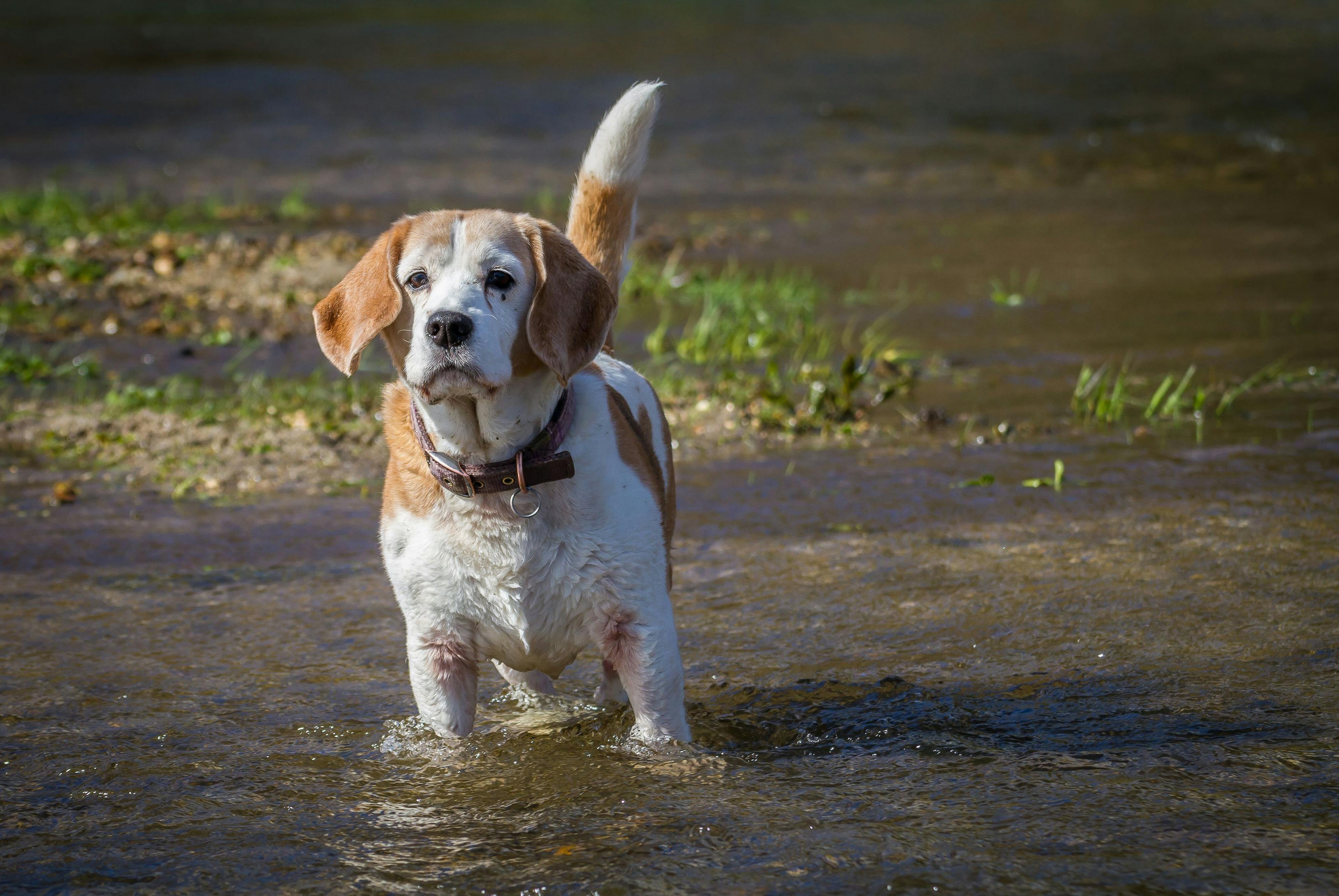 Older dog playing in water