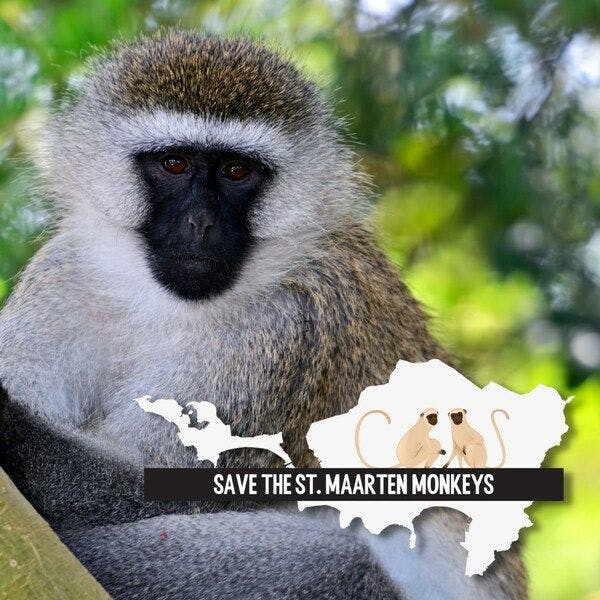 Public petition launched to stop monkey cull in St. Maarten