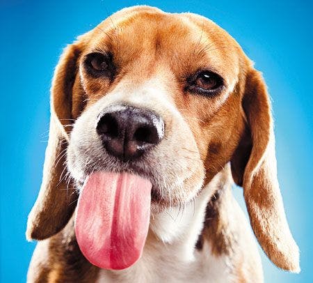 veterinary-Beagle-Sticking-Out-Tongue-157571379_450.jpg