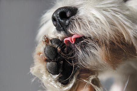 veterinary-white-dog-with-black-nose-licking-his-paw-closeup-450px-shutterstock-1040008717.jpg