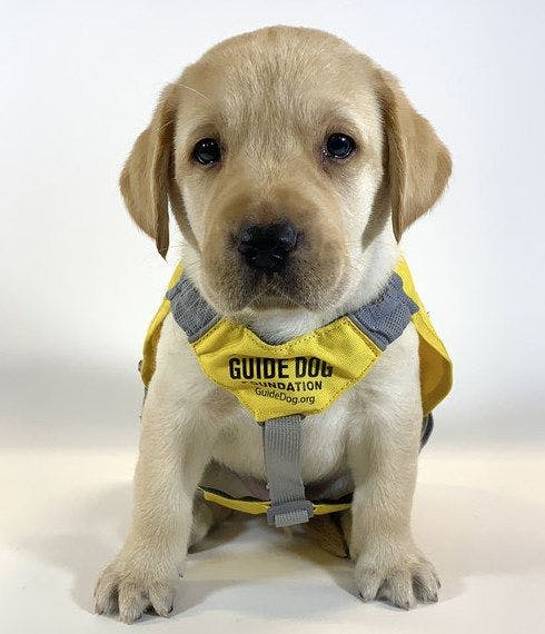Ace, a 10-week-old male yellow Labrador retriever (Photo courtesy of PRA Group). 