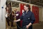 Frequency of Job-Related Injury in Equine Veterinarians