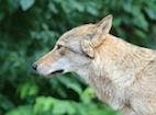Vector-Borne Diseases in Gray Wolves in Wisconsin