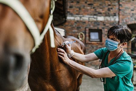 woman-veterinarian-gives-injection-to-horse-in-stable-AdobeStock