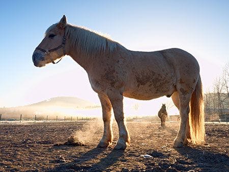 veterinary-horse-field-pasture-AdobeStock_252005866_450.jpg