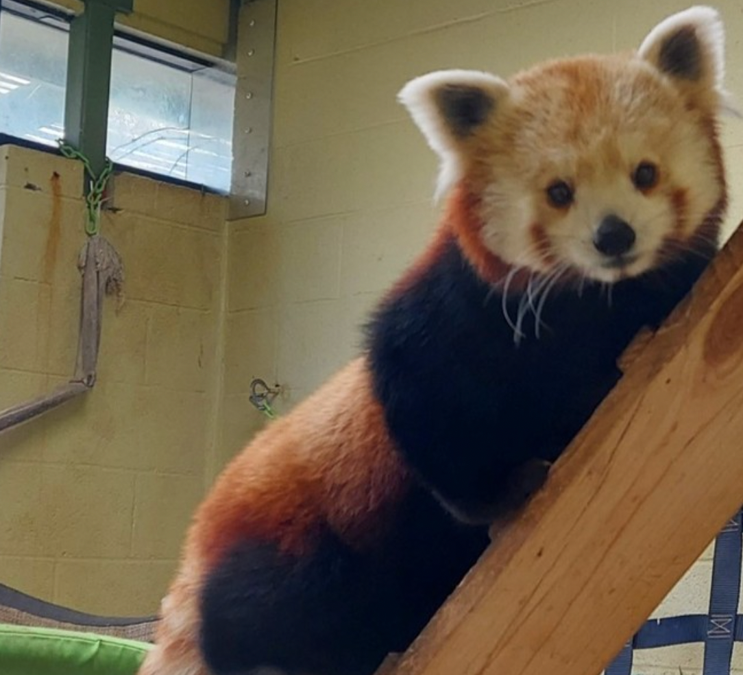 One of the red panda sisters (Photo courtesy of Zoo Atlanta Instagram).  
