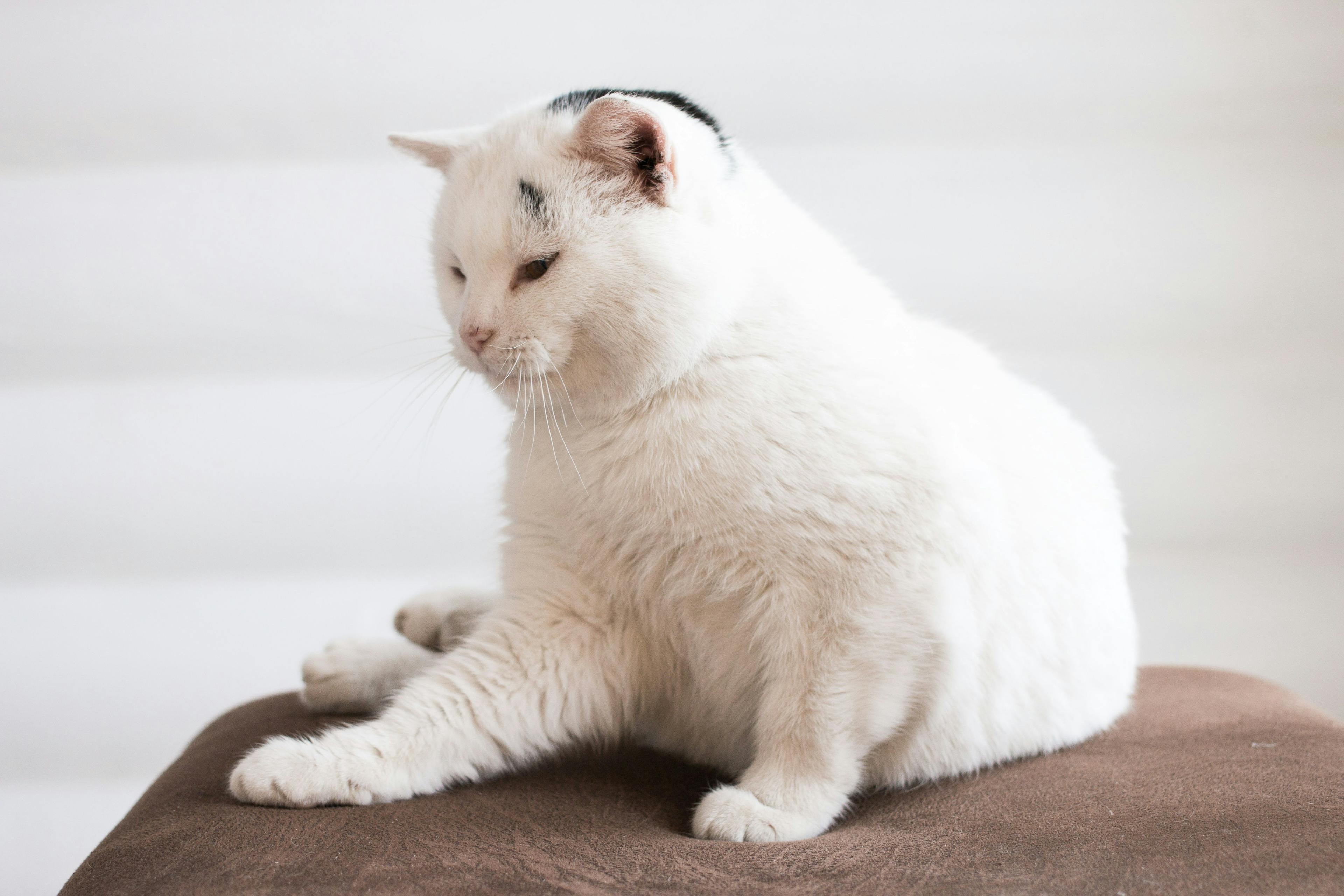 3 Must-reads on feline obesity