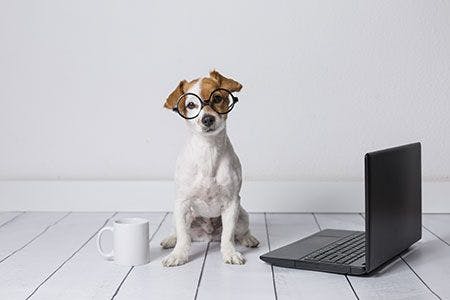 veterinary-dog-laptop-student-AdobeStock_199458932-450.jpg