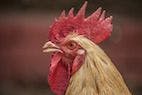 Fecal E. coli from Chickens May Pose Health Risks to Poultry and Humans