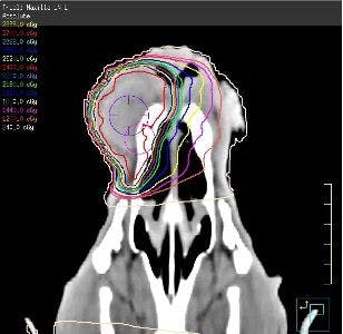 CT scan showing canine MCT