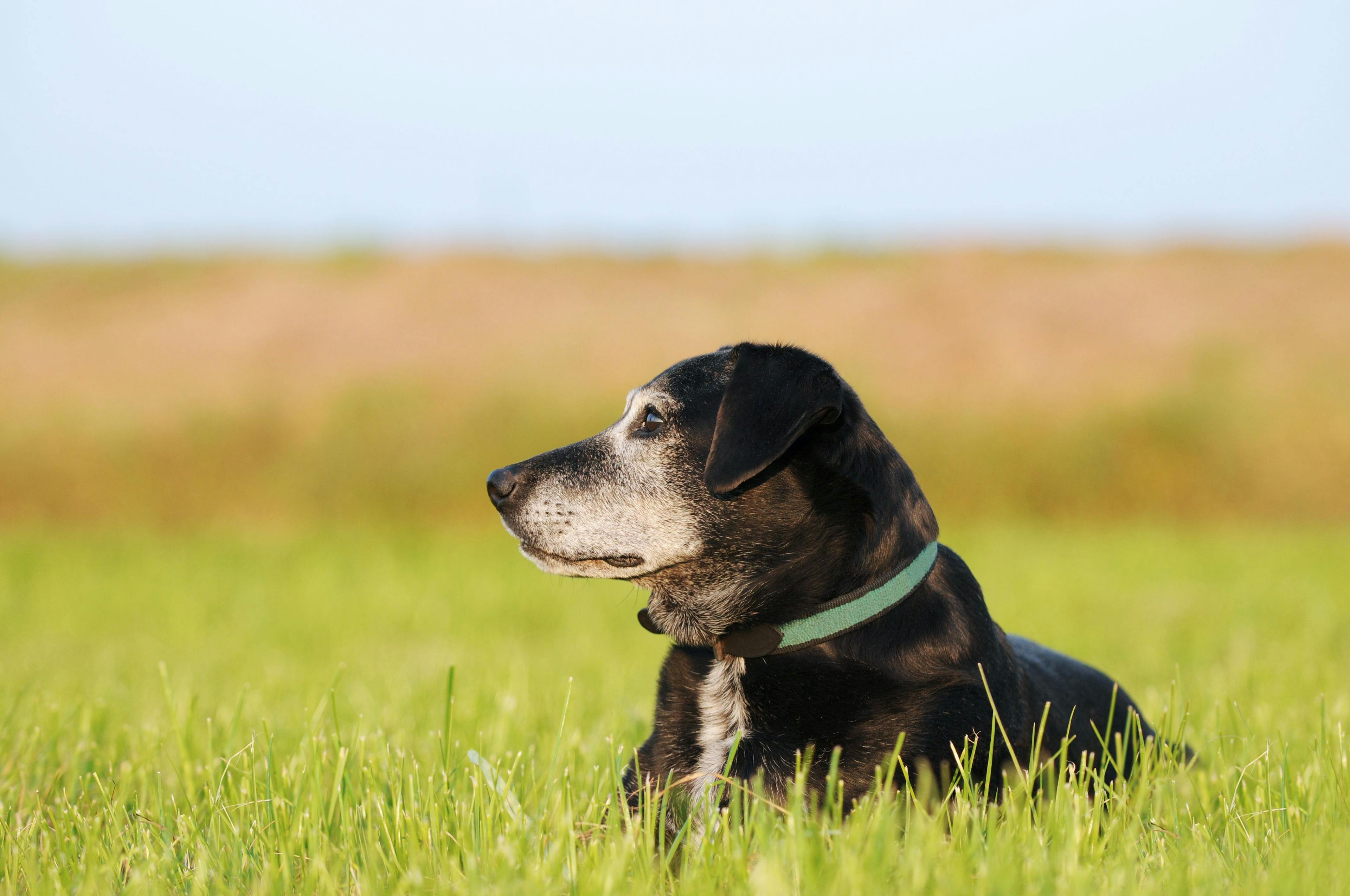 Achieve successful aging by navigating behavioral shifts in senior pets