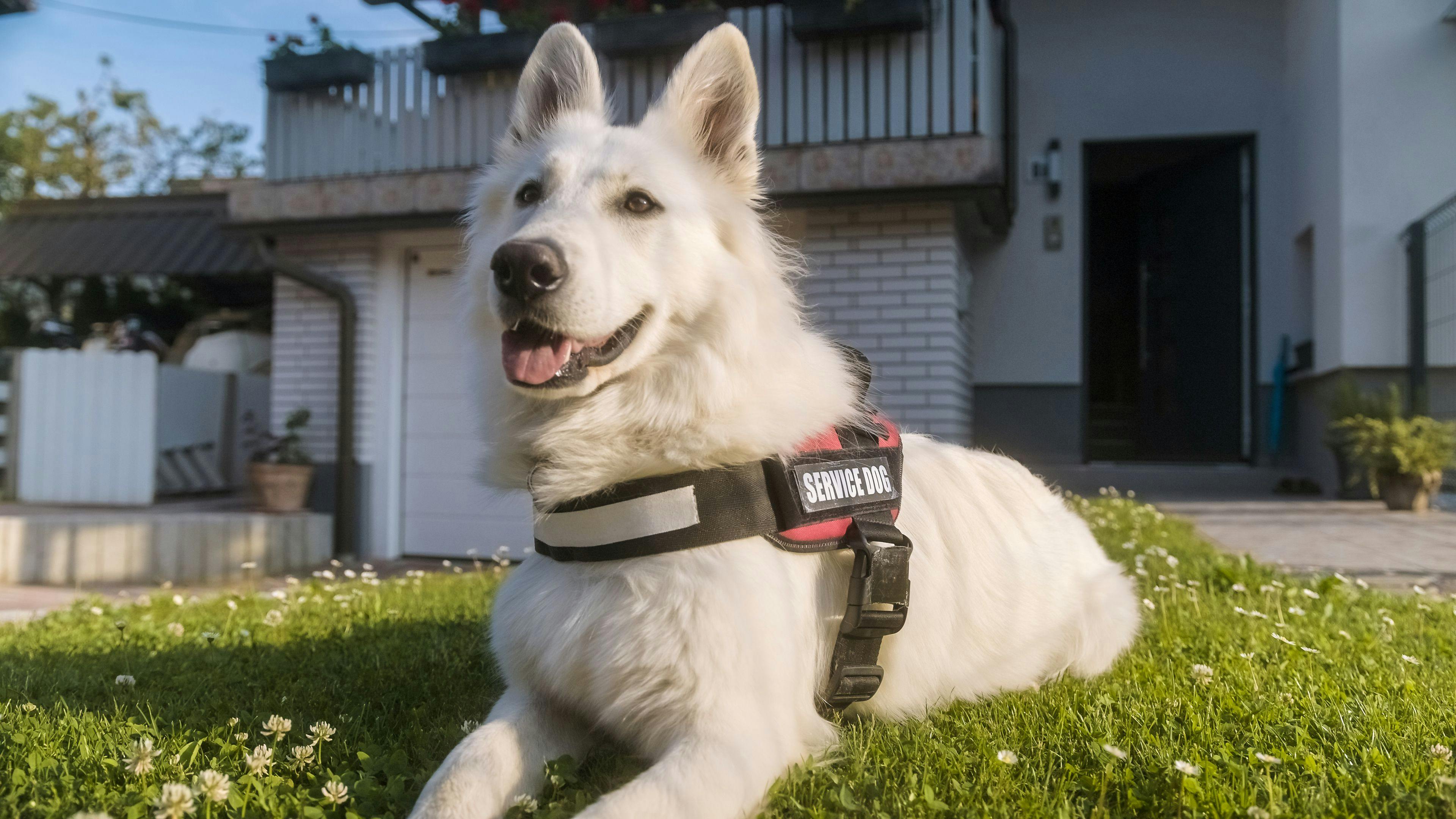 Veterans report healthier cortisol levels from the support and companionship of service dogs