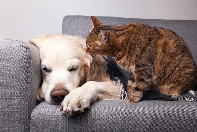 Diabetes in dogs and cats: What’s different, what’s the same