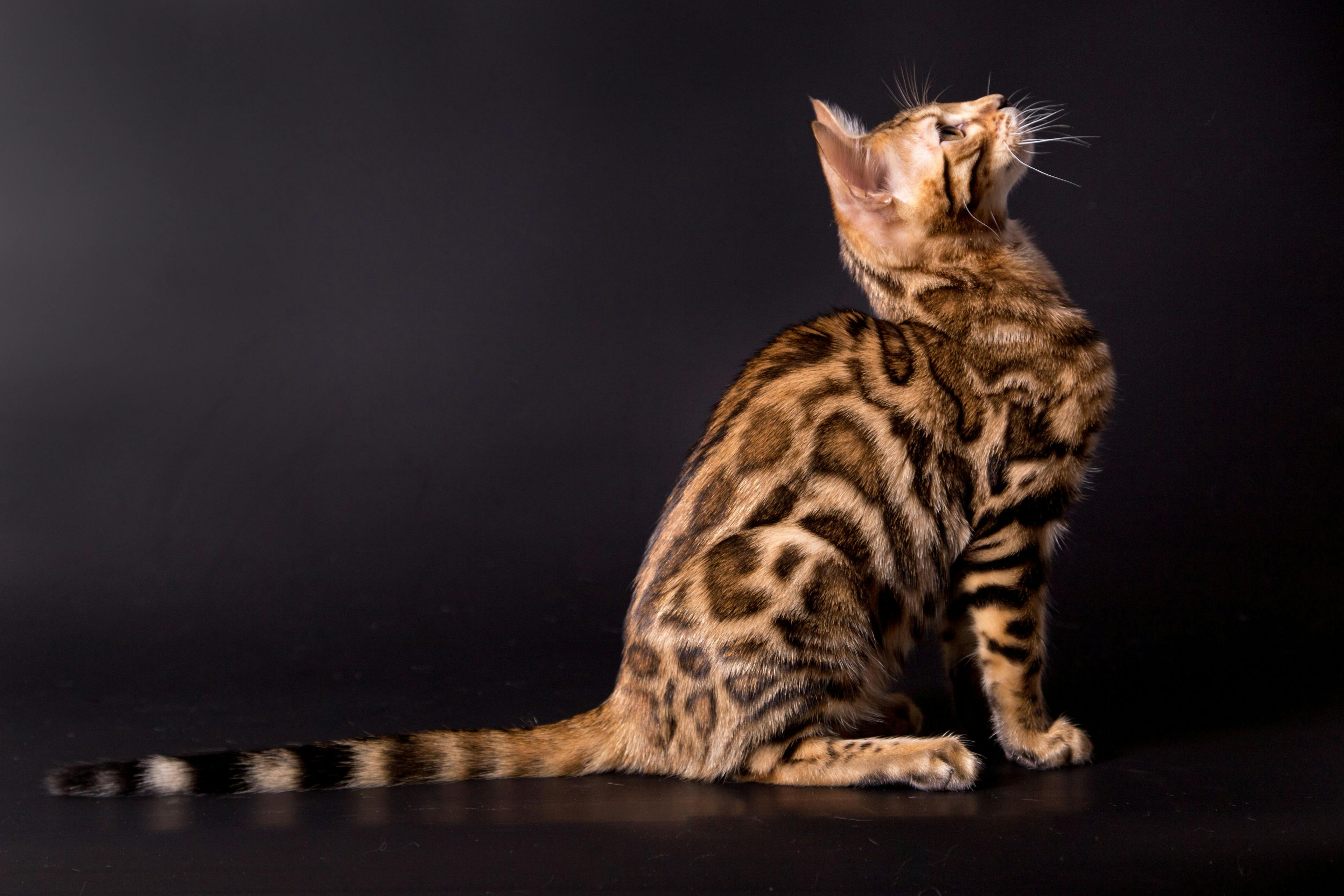 Bengals: Are these "wild" cats suitable pets?
