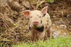 Are Disease-Resistant Pigs the Future?