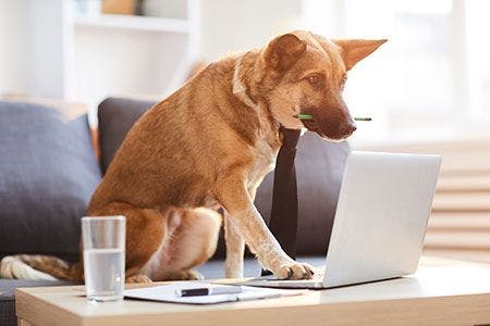 Veterinary-dog-work-computer-AdobeStock_261929648_450.jpg