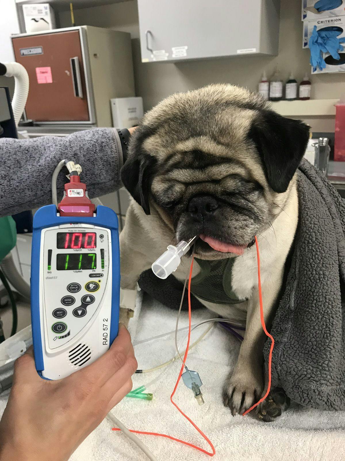 Figure 4. Pulse oximetry monitoring of a geriatric brachycephalic dog during recovery from anesthesia.

