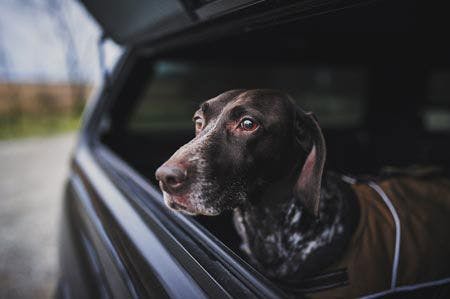 veterinary-a-hunting-dog-in-the-back-of-a-truck-450px-shutterstock-624871433.jpg