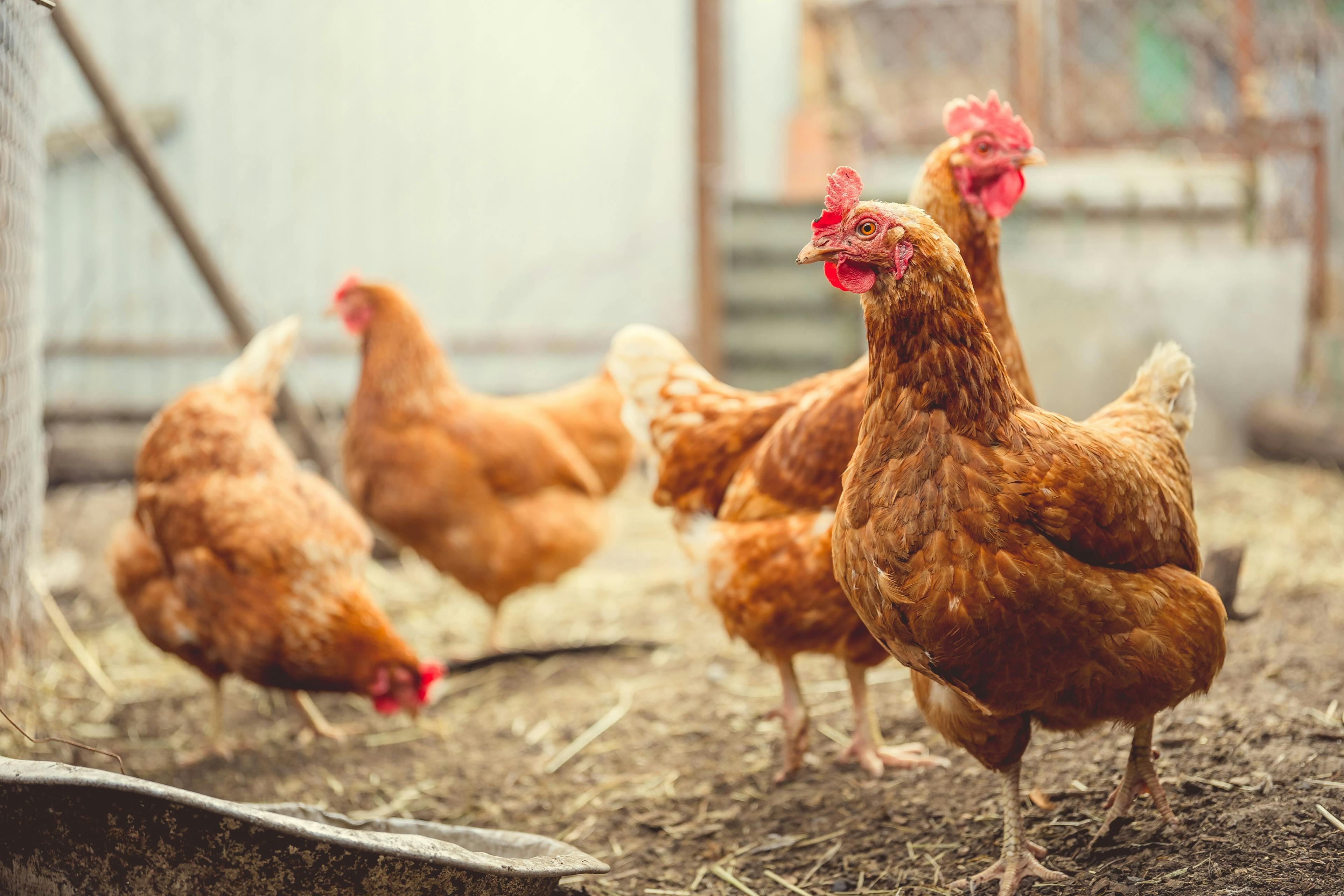USDA develops new standards for organic livestock and poultry production