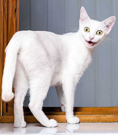 veterinary-crazy-white-cat-plus-kitten-AdobeStock_92540535-450.jpg