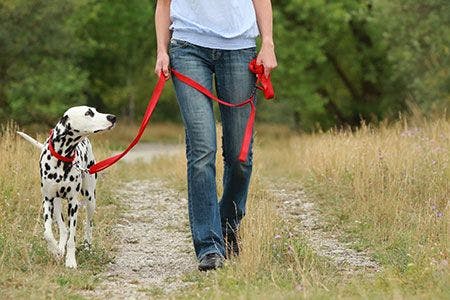 Veterinary-dog-dalmation-walk-AdobeStock_165937984_450.jpg
