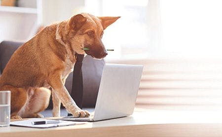 Veterinary-dog-work-computer-extended-AdobeStock_261929648-450.jpg