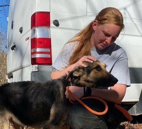 Ella Frank, director of the Humane Society of Missouri's Animal Cruelty Task Force, with one of the affected German shepherds (Photo courtesy of HSMO). 