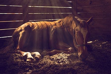 veterinary-young-weanling-horse-lying-down-in-stall-with-sunbeams-shining-looking-tired-exhausted-sleepy-sad-sick-shutterstock-232372222-body.jpg