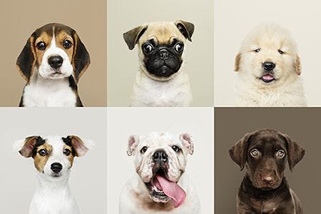 portrait-of-puppies-AdobeStock