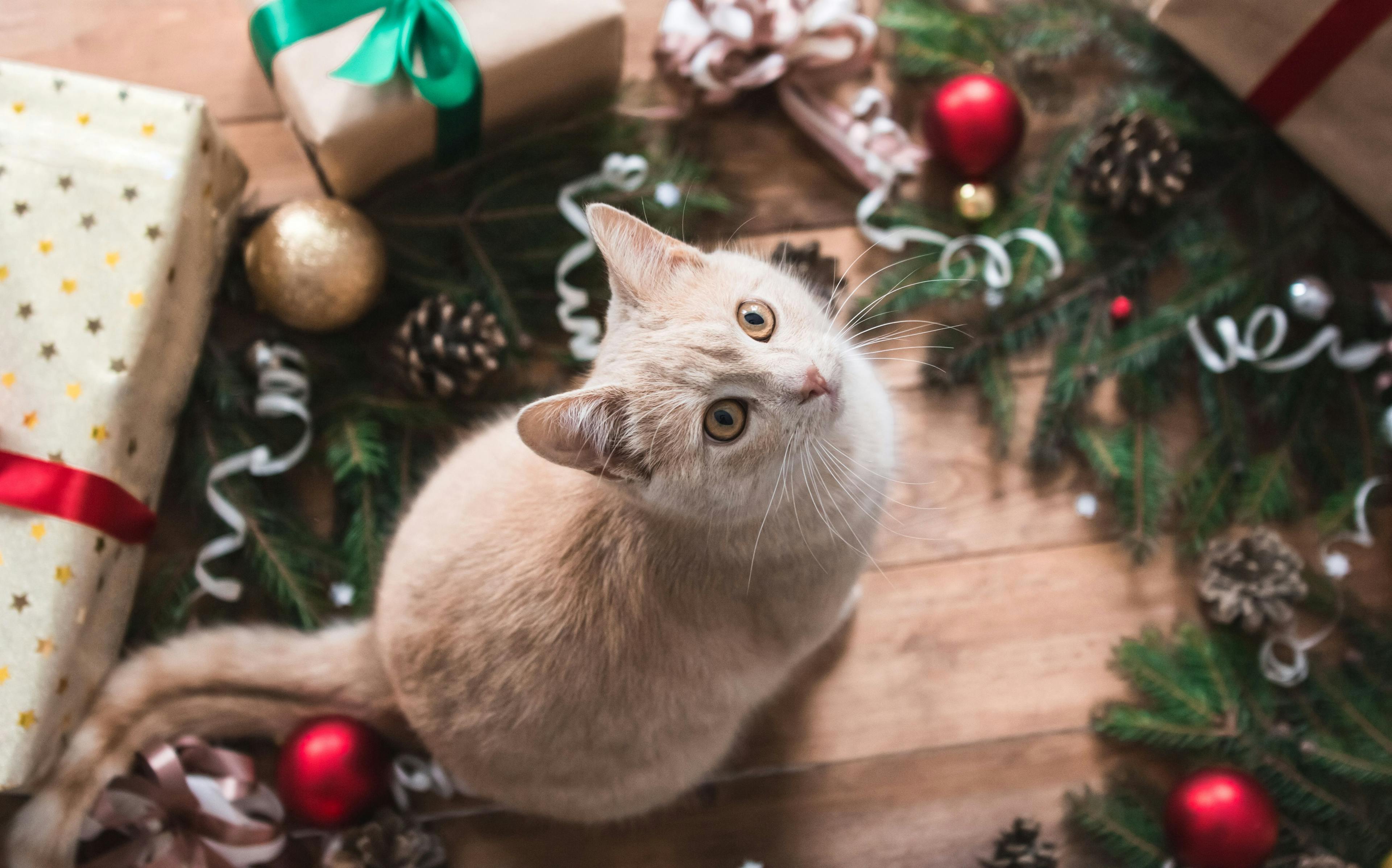 Pet insurance company shares tips for a safe holiday season