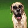 veterinary_cool_tech_tools_dog_sunglasses_vete0911_78315193COLOR-thumb.jpg