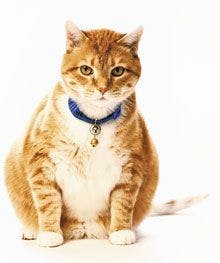 220_veterinary-cat-fat-orange-collar-121124463.jpg